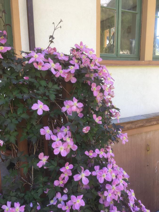 לינה וארוחת בוקר אלאניה ואלססיה L'Aria Di Casa מראה חיצוני תמונה